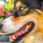 dog teeth problems A dog panting with its mouth open, revealing teeth, in a vibrant garden with colorful blurred flowers and greenery in the background.
