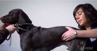 Bloat in dogs Image of a vet examining a dog for bloat for Vets Now article on dog bloat