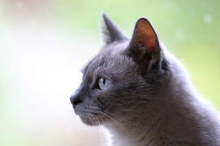 A gray cat gazes intently to the left, displaying sleek fur, against a softly blurred, light green background.