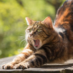cat-dog-wound-care A tabby cat stretches while yawning on a wooden surface in a sunlit garden, surrounded by blurred green foliage.