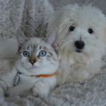 bleeding wounds in cats and dogs A kitten and fluffy white puppy rest side by side on a plush, textured blanket, appearing relaxed and content in a cozy indoor setting.