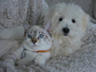 A kitten and fluffy white puppy rest side by side on a plush, textured blanket, appearing relaxed and content in a cozy indoor setting.