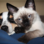 cat and dog