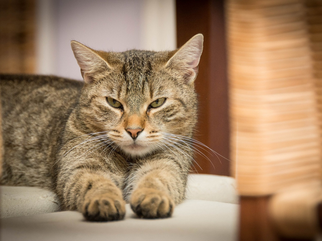 Why Is My Cat Not Eating? Tips When Your Cat Or Kitten Won't Eat