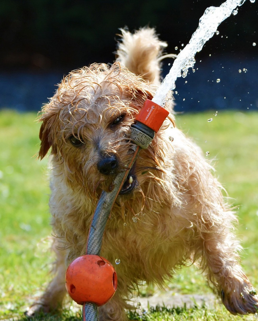 11 Tips For Keeping Dogs Cool In Hot Weather | Vets Now