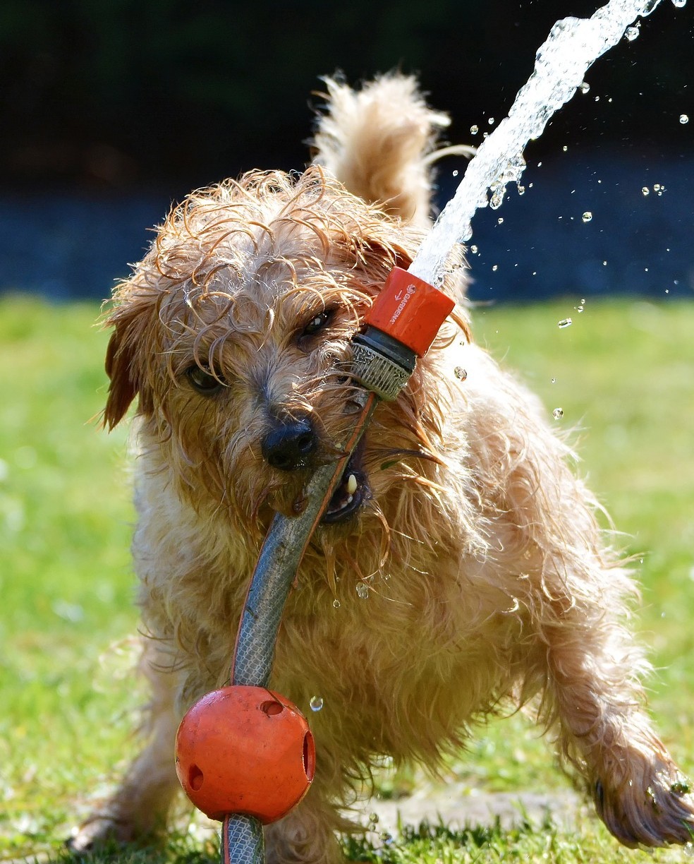 A wet dog playfully bites a garden hose, spraying water in a lush green yard. A small orange ball is attached to the hose, resting on the grass.