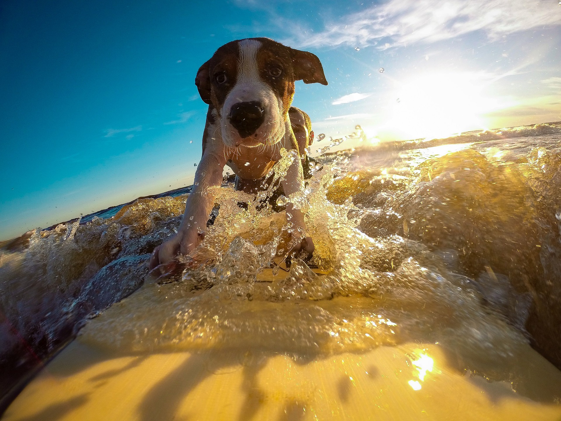11 Tips For Keeping Dogs Cool In Hot Weather