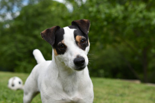 image of a jack russell for vets now article on how to get a dog to take a pill