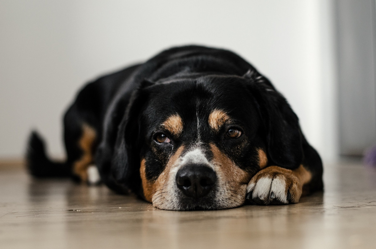 Symptoms of severe clearance constipation in dogs