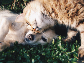 A fluffy cat affectionately nuzzles a reclining dog, both nestled amidst green leaves in an outdoor setting.