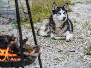 how do you treat a burn on a puppy