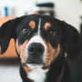 dog looking at the camera A black, tan, and white dog gazes forward with alert eyes, sitting indoors in a softly blurred background, suggesting a cozy home environment.