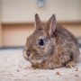 flystrike in rabbits - vets now