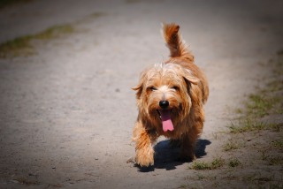 A small, fluffy, tan dog walks on a gravel path, tongue out, under the bright sunlight, with patches of grass on either side.
