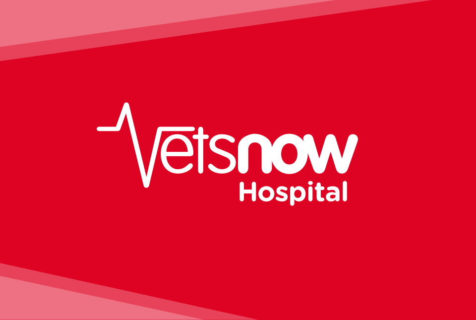 Emergency Vet Bradford Out Of Hours Pet Care Vets Now