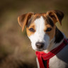 dog ear problems A small dog with white and brown fur wears a red harness, standing outdoors on a grassy field, looking attentively at the viewer.