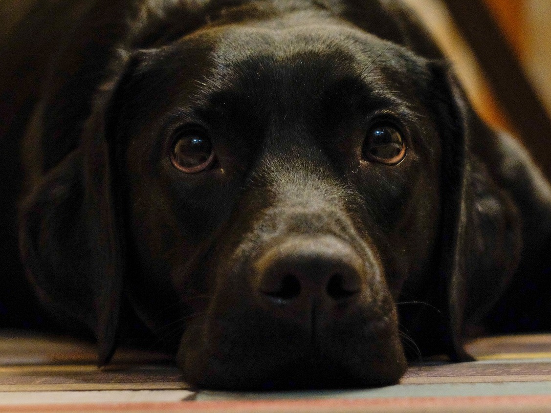 Labrador castration sales