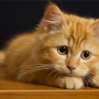 My cat has been in a cat fight, what should I do - Vets Now A fluffy orange kitten rests with paws forward on a wooden surface, gazing curiously, set against a dark background.