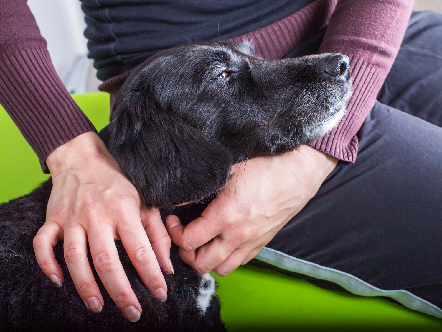 Treatment for shop canine dementia