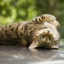 Castration in cats - Vets Now A tabby cat lounges on its back, gazing inquisitively with striking blue eyes, surrounded by a blurred, lush green background.