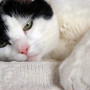 Old cat with constipation A black and white cat lies resting on a textured, light-colored surface, gazing softly with partially open, green eyes.