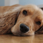 Image of a lethargic spaniel lying on the floor
