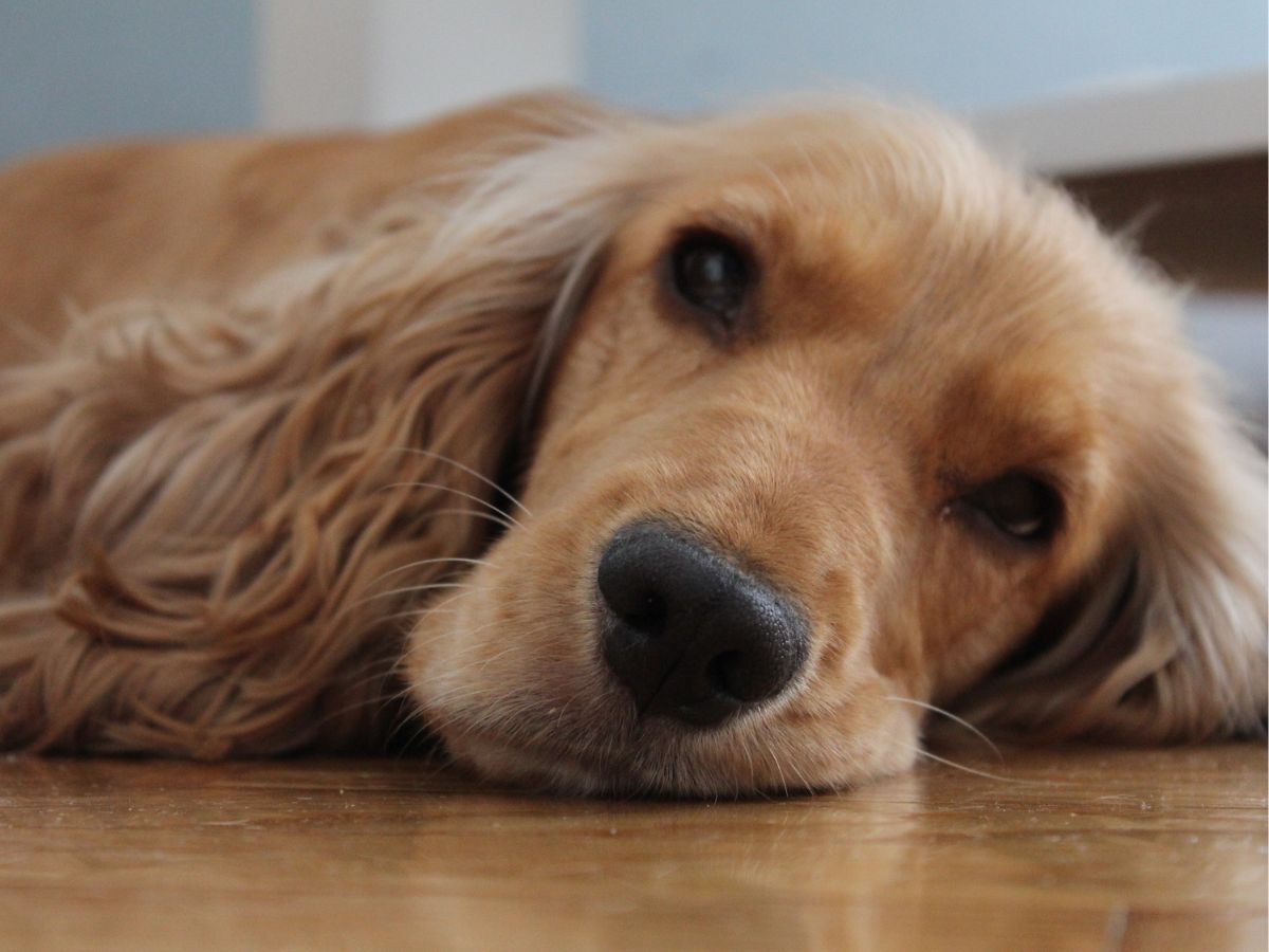 Image of a lethargic spaniel lying on the floor