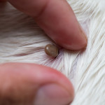 Fingers hold white fur apart, revealing an attached, engorged tick.