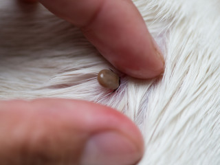 how do i check my dog for ticks