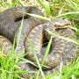 vets-now-adder-warning-snake1 A coiled snake lies still among green grass and some dry leaves, basking in the sunlight, showcasing its patterned scales and blending into the natural surroundings.