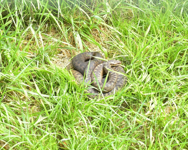 can an adder bite kill a dog