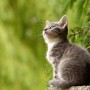 Why is my cat or kitten not eating? A gray kitten sits attentively, gazing upward, surrounded by lush green foliage and a soft-focus verdant background.