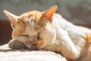 vets-now-cats-old-elderly A ginger and white cat sleeps peacefully, resting its head on its paw, in warm sunlight on a woven mat indoors.