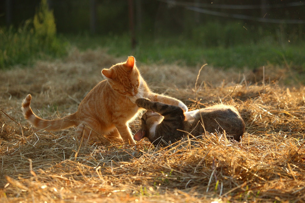 Cat sick store in hot weather