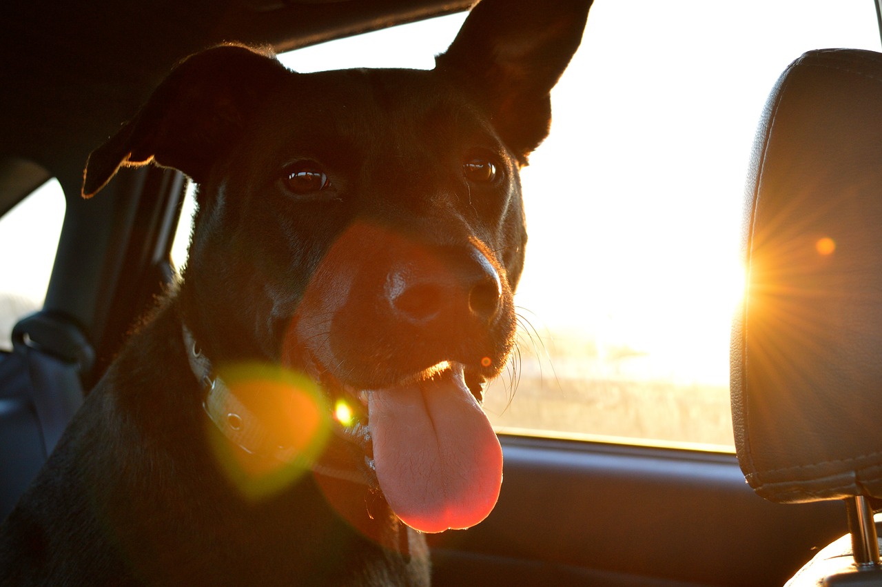 how to keep big dogs cool in hot weather