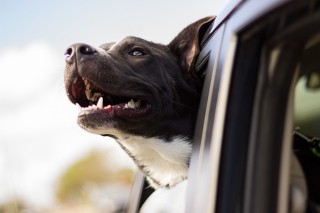 how long can a dog travel in a car