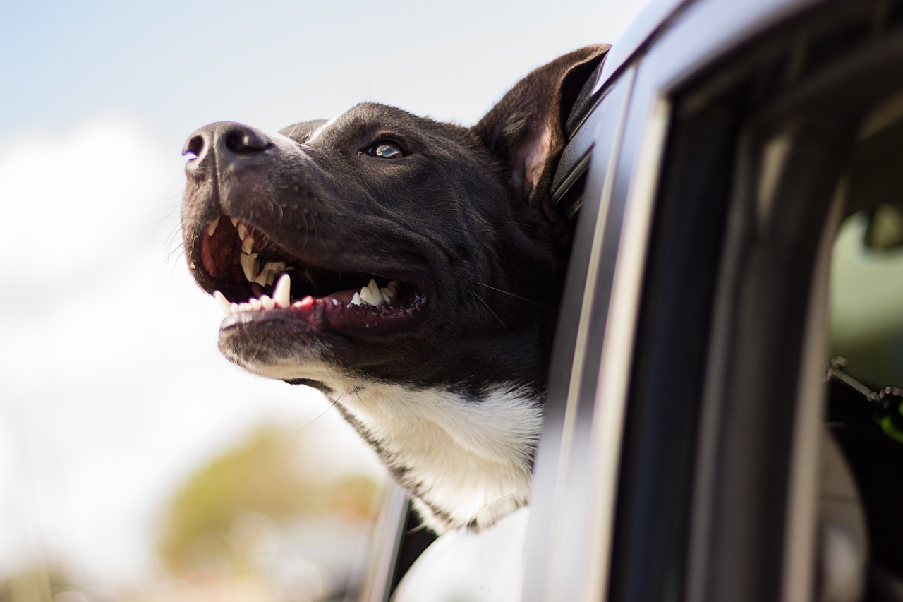 how do dogs travel in cars