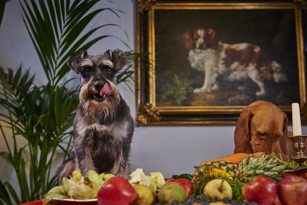 A schnauzer licks its lips while standing on a table filled with fruits. A second dog sniffs the food. A painting of another dog hangs on the wall behind them.