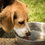 Dehydration in dogs A beagle drinks from a metal bowl filled with water, situated on a stone path in a grassy outdoor area.