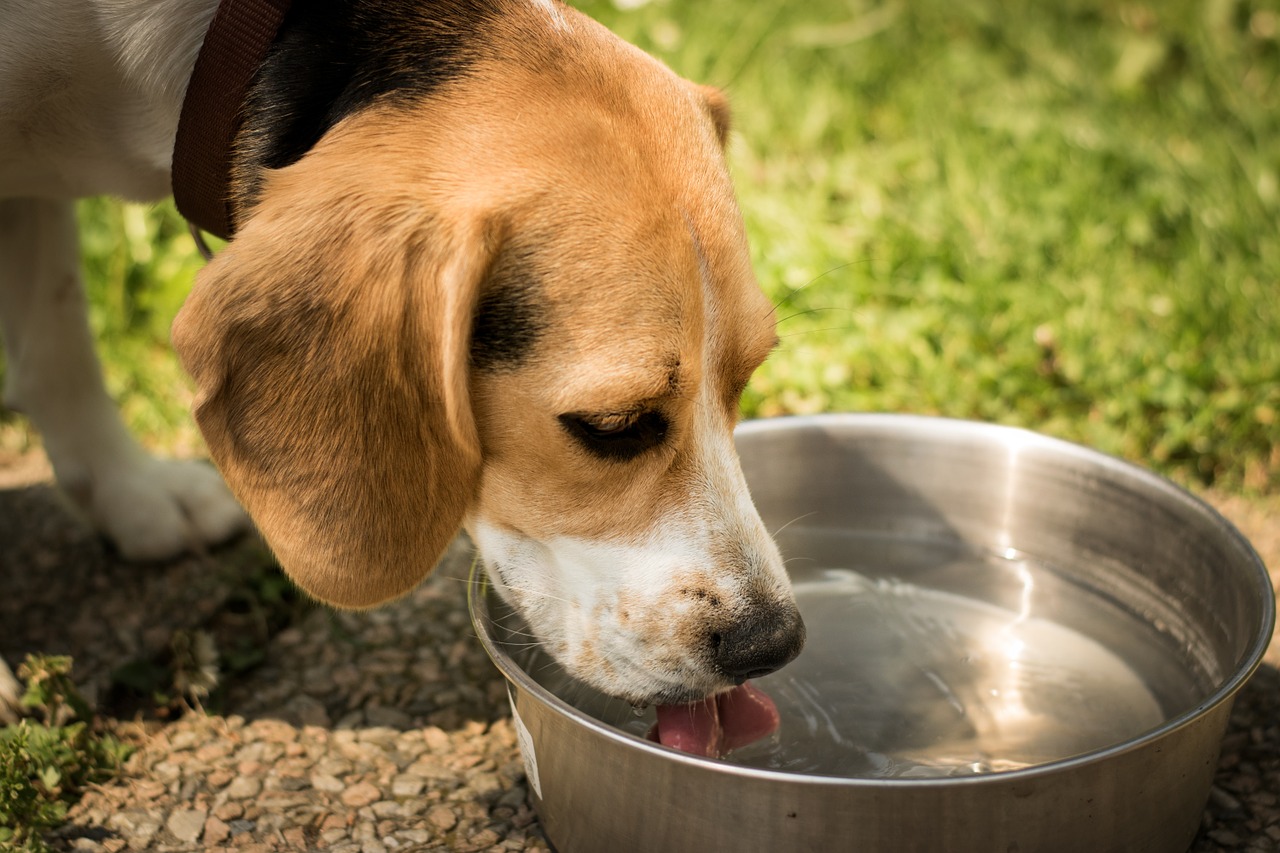 Dehydration In Dogs | What Are The Signs & How Is It Treated?