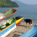 vets-now-dogs-fishing-hooks Boats rest on sandy shore with fishing nets inside; a black and white dog walks nearby. Hills and water form a peaceful background. Text on a boat reads