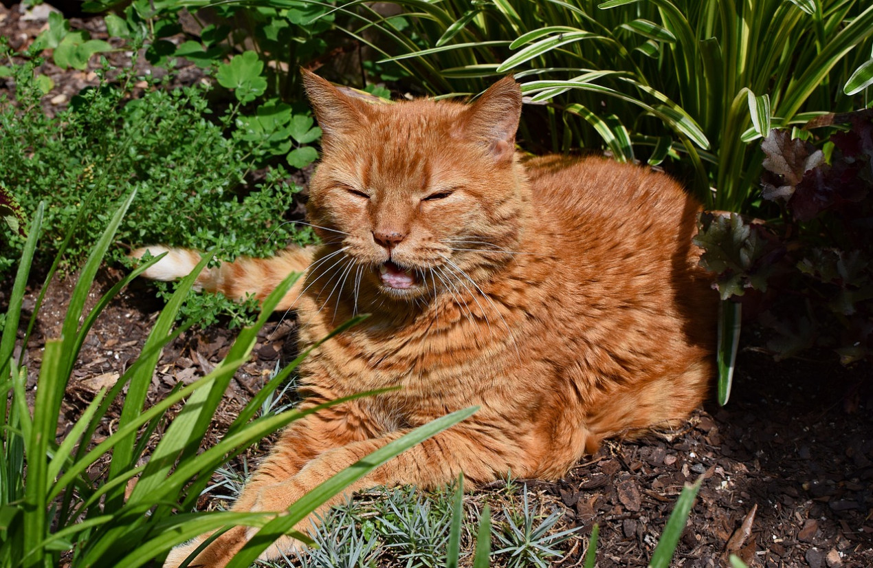 how-to-help-elderly-cats-cope-with-old-age-vets-now