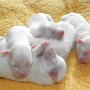 What is whelping? Five newborn puppies sleep cuddled together on a yellow quilted blanket, creating a serene and cozy scene.