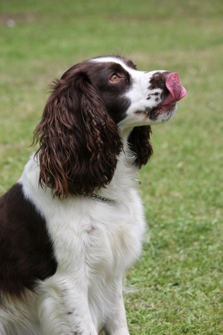 A brown and white dog licks its nose while sitting on grass, with its gaze directed upwards.