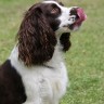 Image of springer spaniel for article on dog injuries from sticks
