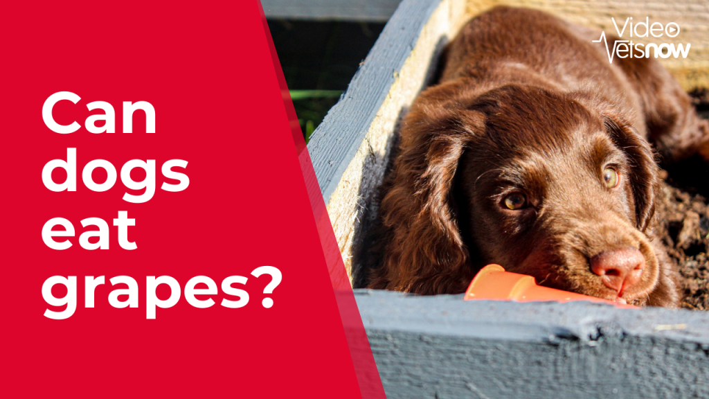Can Dogs Eat Grapes? | Are Grapes and Raisins Toxic for Dogs