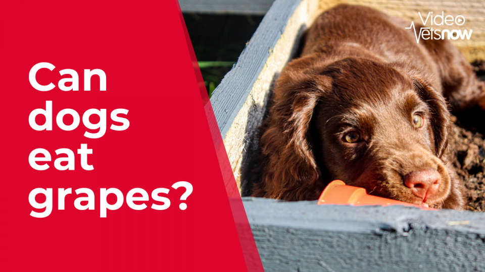 View of Can Dogs Eat Grapes? | Are Grapes and Raisins Toxic for Dogs