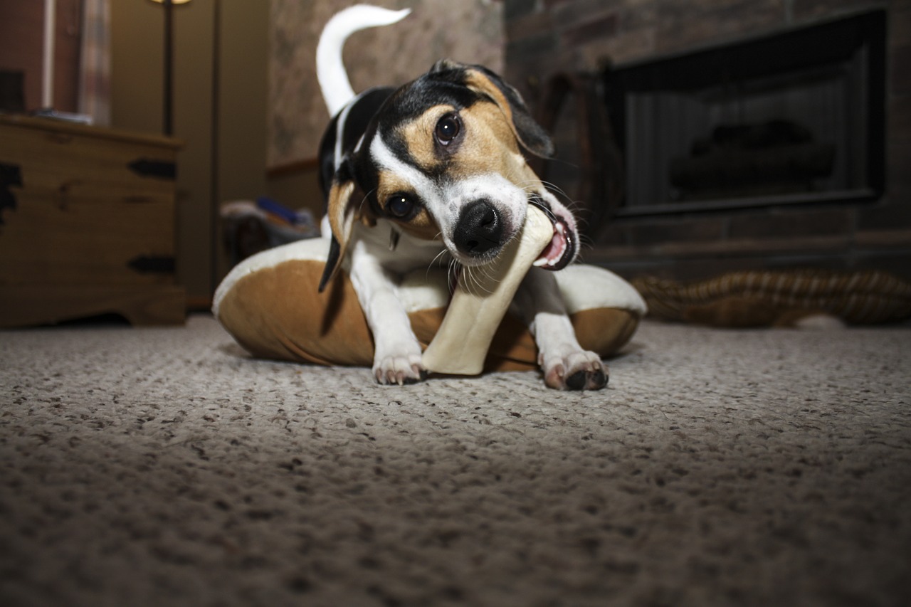 What to do if a outlet dog swallows a chicken bone