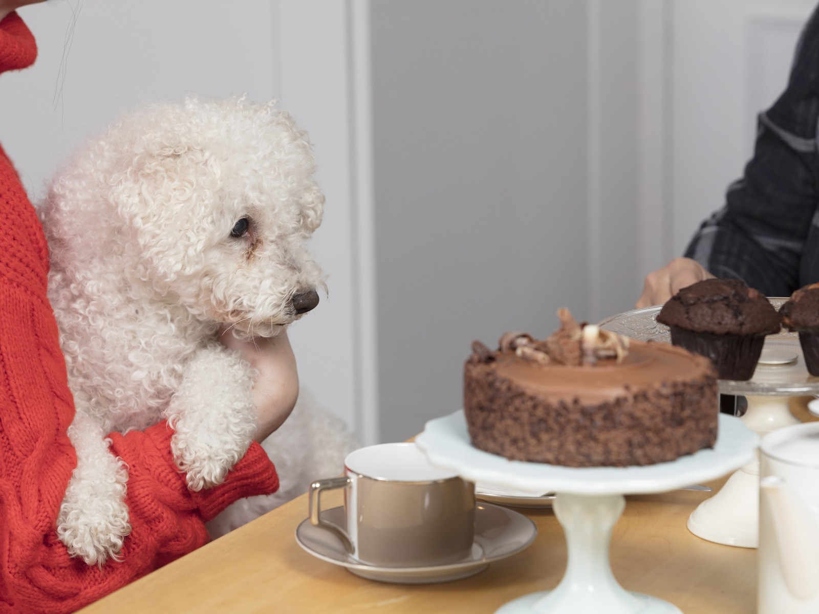 What To Do If Your Dog Eats Chocolate Dog Ate Chocolate Advice