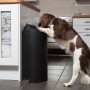 Dog raiding bin looking to eat chocolate A brown and white dog standing on hind legs inspects a kitchen trash can, surrounded by white cabinets and a tiled backsplash.